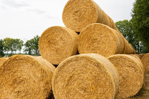 Many Haystacks Blocks Hay Bales Stack Hay Rectangular Bales Field — Stockfoto