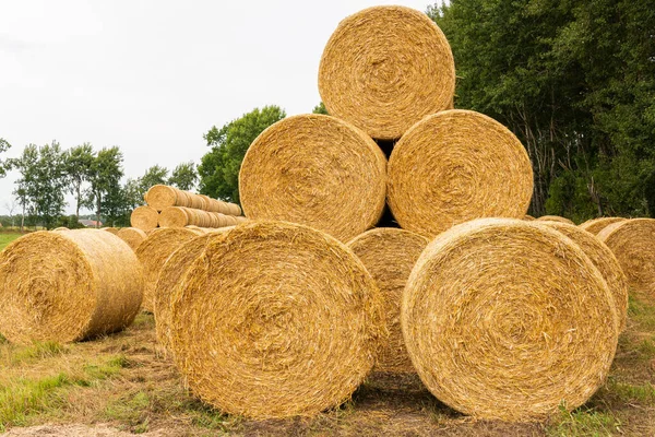 Many Haystacks Blocks Hay Bales Stack Hay Rectangular Bales Field — Foto de Stock