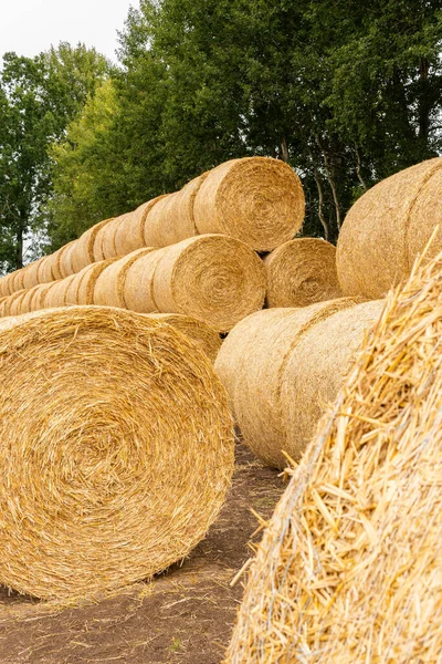 Many Haystacks Blocks Hay Bales Stack Hay Rectangular Bales Field — Foto Stock