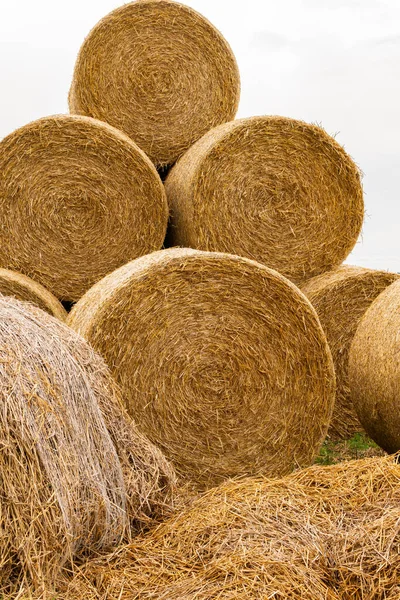 Many Haystacks Blocks Hay Bales Stack Hay Rectangular Bales Field — Foto de Stock