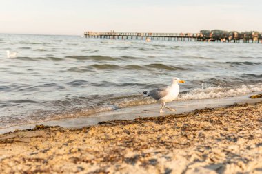 A lot of big beautiful and hungry seagulls on the beach eating food on a warm sunny summer day