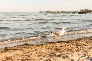 A lot of big beautiful and hungry seagulls on the beach eating food on a warm sunny summer day