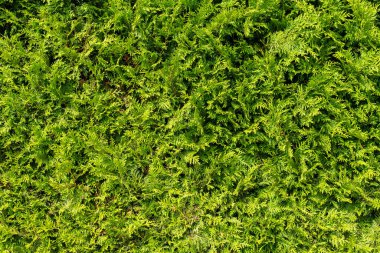 A texture of green Thuja tree