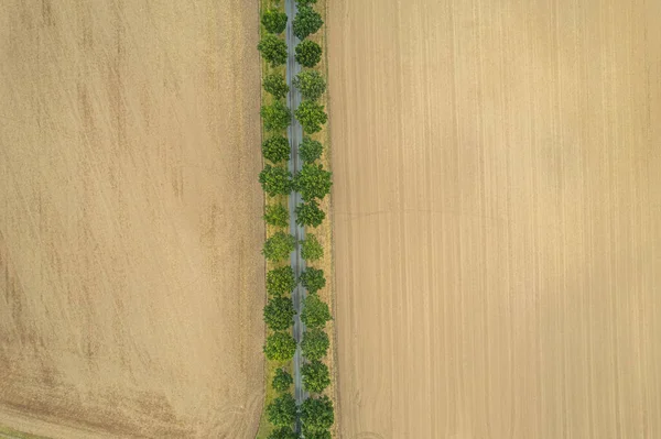 フィールド間の緑の木々の長い路地の空中ビュー 完璧な同期 理想主義のシンボル — ストック写真