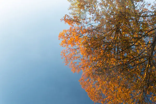 Hermoso Reflejo Borroso Agua Árbol Multicolor Otoño — Foto de Stock