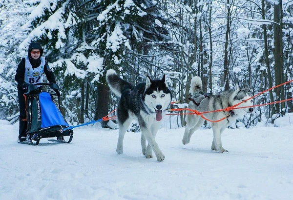 Kuzeybatı Rusya. kızak köpeği ırk'ın uluslararası yarışmada.