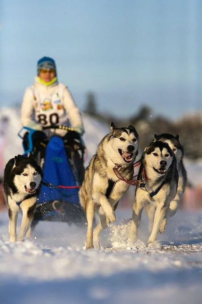 Kuzeybatı Rusya. kızak köpeği ırk'ın uluslararası yarışmada.