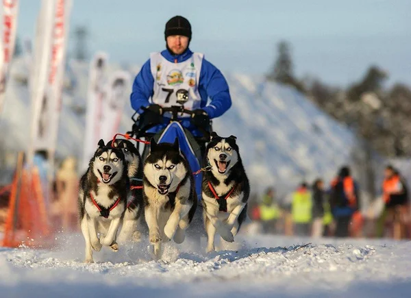 Kuzeybatı Rusya. kızak köpeği ırk'ın uluslararası yarışmada.
