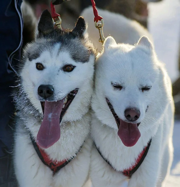 Oroszország észak-nyugati részén. kutyaszán verseny nemzetközi verseny. — Stock Fotó