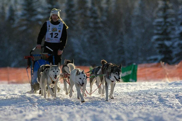 Oroszország észak-nyugati részén. kutyaszán verseny nemzetközi verseny. — Stock Fotó