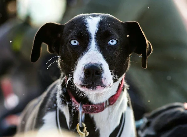Kuzeybatı Rusya. kızak köpeği ırk'ın uluslararası yarışmada.