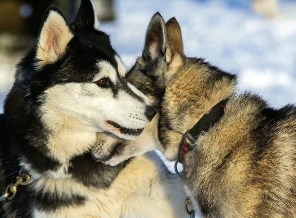 Kuzeybatı Rusya. kızak köpeği ırk'ın uluslararası yarışmada.