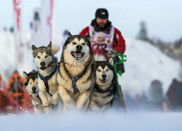 Kuzeybatı Rusya. kızak köpeği ırk'ın uluslararası yarışmada.