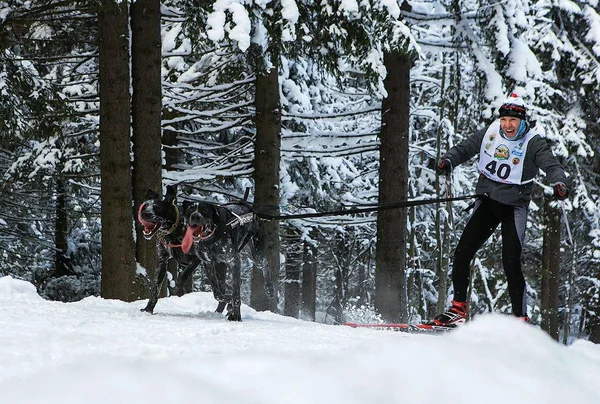 Ten noordwesten van Rusland. internationale concurrentie in sled dog race. — Stockfoto