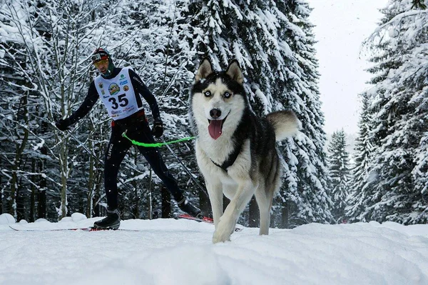 A noroeste da Rússia. Competição internacional na corrida de cães de trenó . — Fotografia de Stock