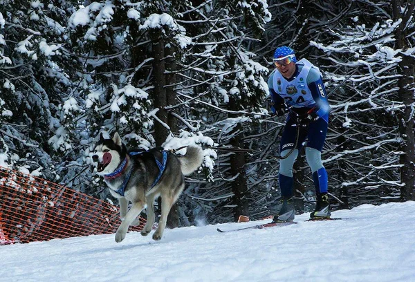 Severozápad Ruska. Mezinárodní soutěž v závodu psích spřežení. — Stock fotografie