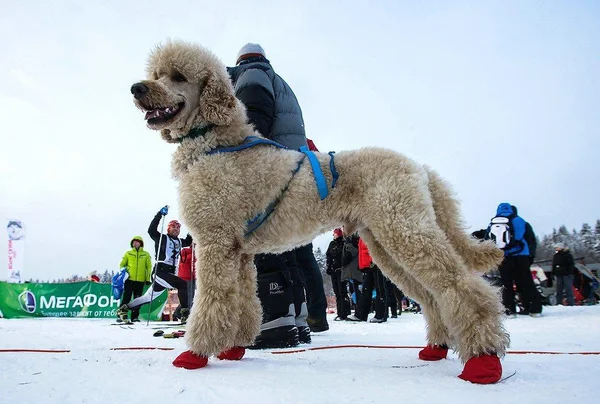 Kuzeybatı Rusya. kızak köpeği ırk'ın uluslararası yarışmada.