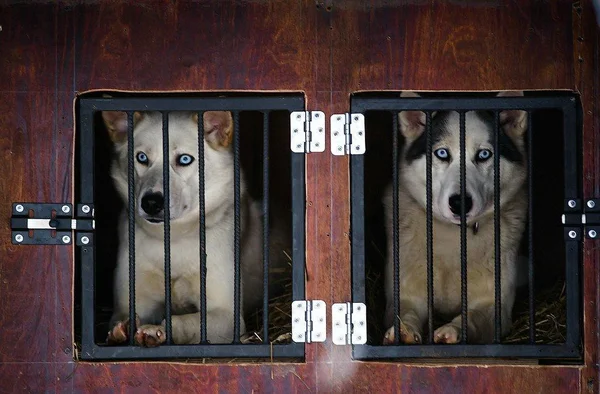 Kuzeybatı Rusya. kızak köpeği ırk'ın uluslararası yarışmada.