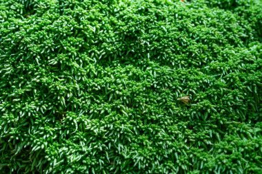 koyu kahverengi yosun yakın plan yumuşak seçici odak.