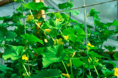 Yazın sarı salatalık çiçeği. Çiçek açan salatalık tohumları. Bir serada yoğun salatalık fideleri..