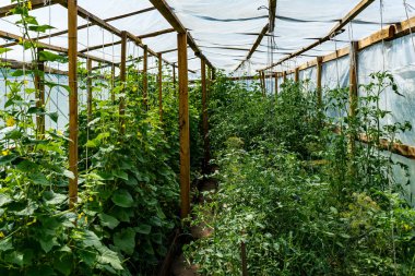 Seranın içinde. Salatalık ve domates yetiştirmek için polipropilenden yapılmış ev serası..