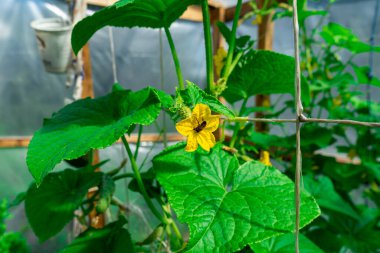 Bir arı bir salatalık çiçeğini döller. Böceklerle dolu bir serada salatalık tohumlarının polenlenmesi.