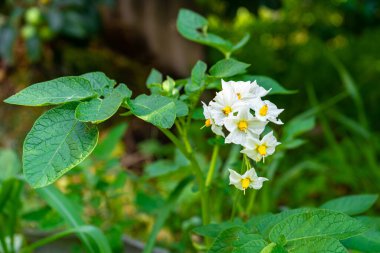 Çiçek açarken üzerinde beyaz çiçekler olan patatesler.