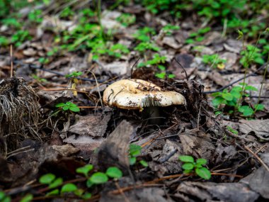 Düşen yaprakların altında Syroezhka mantarı. Sonbahar mantarları
