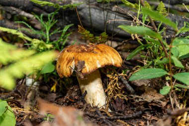 Sonbahar ormanında bitkilerle çevrili bej şapkalı büyük bir mantar..