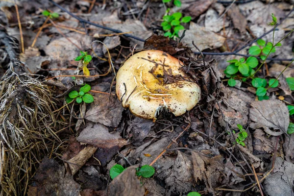 Sterke paddenstoel van de groei in de herfst gras onder gevallen bladeren in de zonnige herfstdag. — Stockfoto