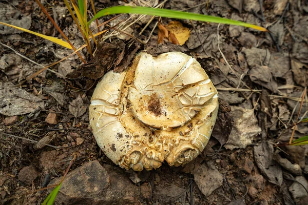 Primeros planos de setas de otoño. Champiñones inestables. Champiñones bajo hojas caídas. — Foto de Stock