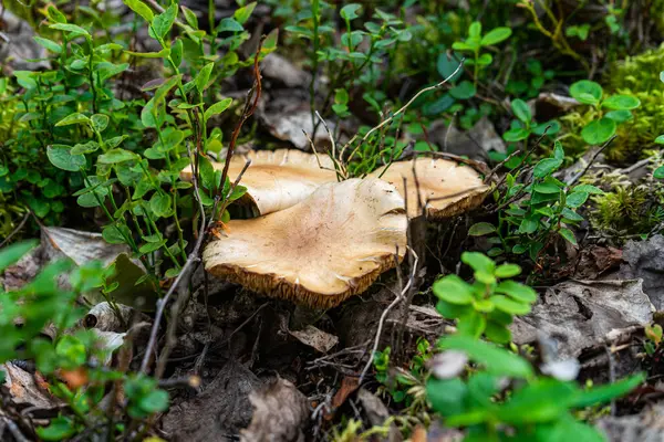 秋天的蘑菇在森林里 野生蘑菇 — 图库照片