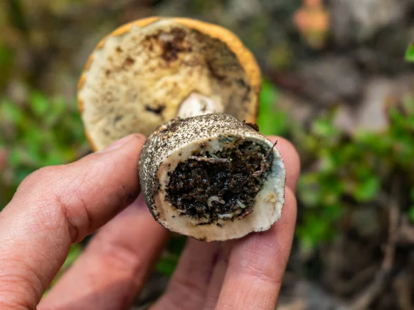 Kurtlu mantar. Mantarlara solucan bulaştı. Sonbahar mantarı toplama