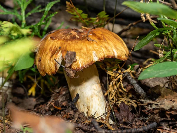 Champignons d'automne dans la forêt close-up. jaune gros champignon gros plan — Photo