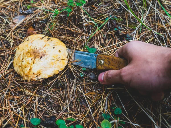 在森林里切花的过程 手里拿着刀 用褐色的帽子切蘑菇 森林蘑菇的秋季采摘 — 图库照片