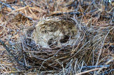 Boş bir kuş yuvası. Düşmüş kuş yuvası.