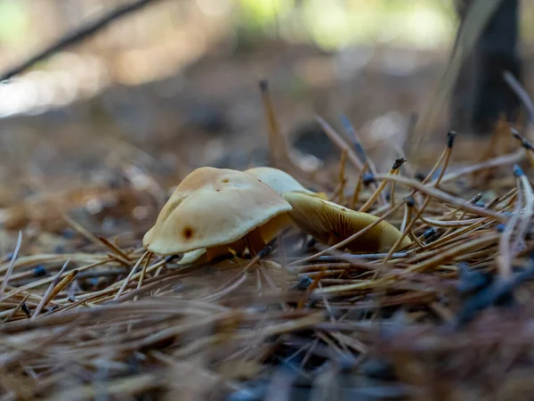 Små Lamellära Svampar Mjölkig Färg Oätlig Svamp Höstskogen — Stockfoto