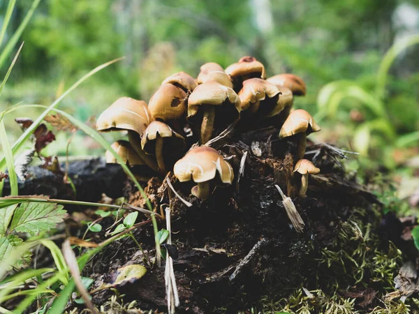 绒毛膜水肿是不可食用的蘑菇 有害的蘑菇长在老树桩上 — 图库照片