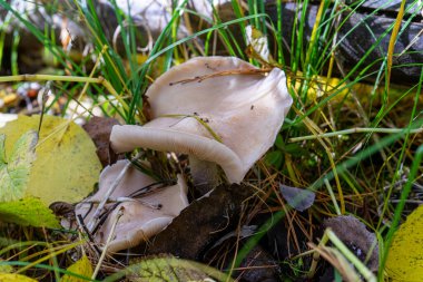 Beyaz renkli lamellar mantar, çimenler ve sonbahar yaprakları.