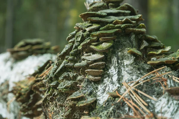 Tree mushrooms growing on a fallen tree trunk. parasitic fungus on the tree.