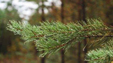 Yağmurdan sonra damlayan yeşil çam dalı.