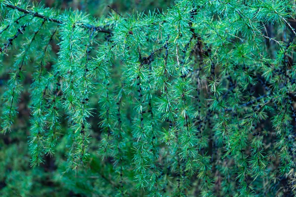 Dikke Zachte Groene Takken Van Siberische Lariks — Stockfoto