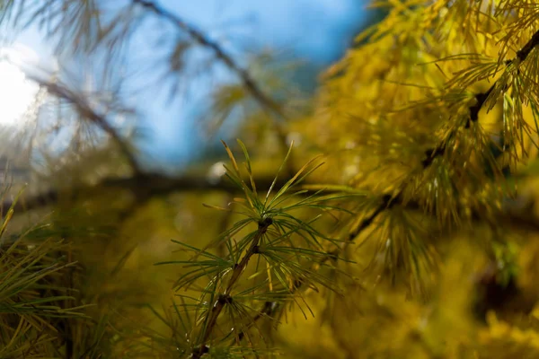 Larch Branch Soft Needle Photo Soft Selective Focus — Stock Photo, Image