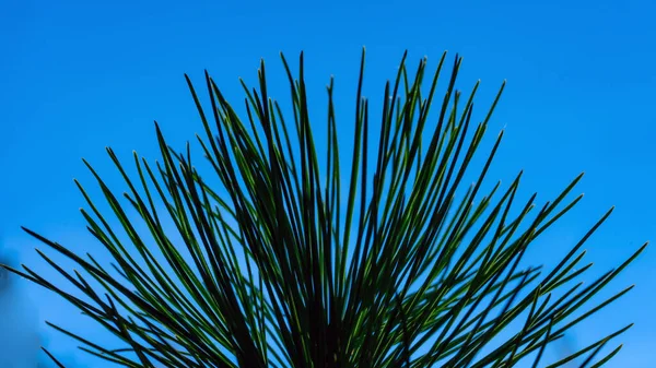 在蓝天的映衬下的针叶树的顶部 郁郁葱葱的云杉枝头靠在天空上 — 图库照片