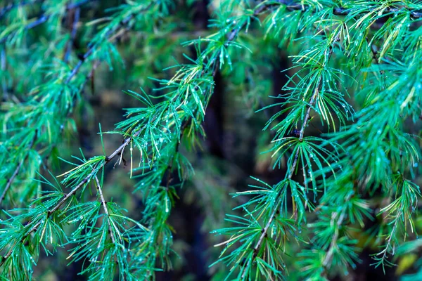 유충의 빗방울 빗방울 나뭇가지 — 스톡 사진