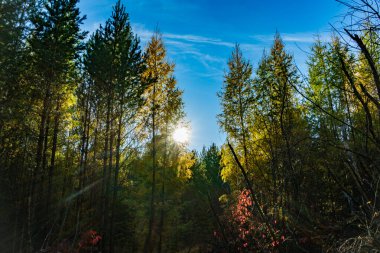 Kozalaklı bir ormandaki orman manzarası. Yükselen güneş, mavi gökyüzü, yeşil köknar ağaçları