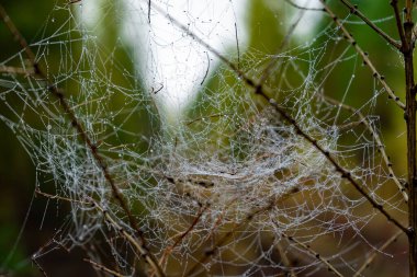 Sabahın erken saatlerinde örümcek ağına çiy damlaları düşer. Yağmurdan sonra örümcek ağları.