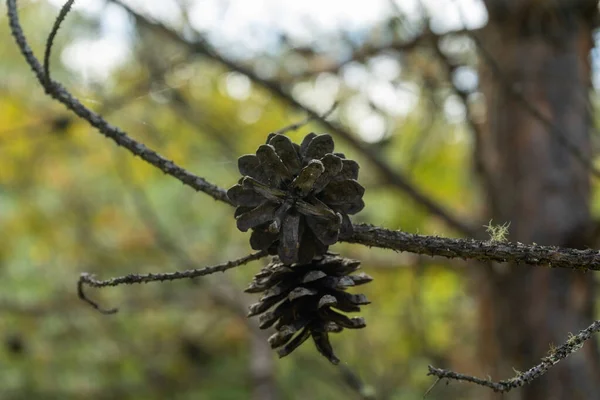 Dennenappels Hangen Aan Een Droge Twijg — Stockfoto