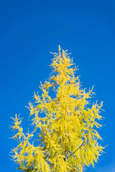 Açık Mavi Gökyüzüne Karşı Sararmış Yaprakları Olan Uzun Kozalaklı Bir — Stok fotoğraf