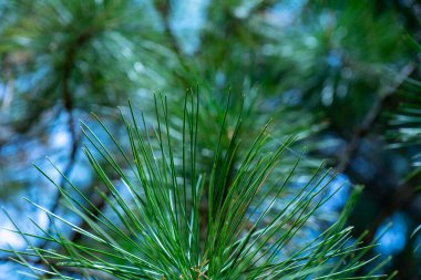İğneli yeşil sedir dalının ucu.